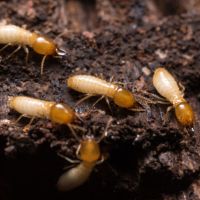 Subterranean Termites