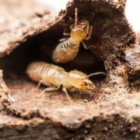Drywood Termites