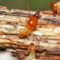 Dampwood Termites