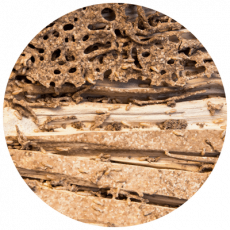 Termite Signs (1) Termite Signs (1)