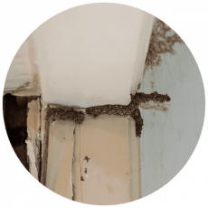 Termite Signs (2) Termite Signs (2)