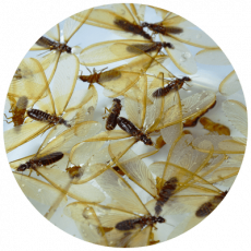 Termite Signs (3) Termite Signs (3)